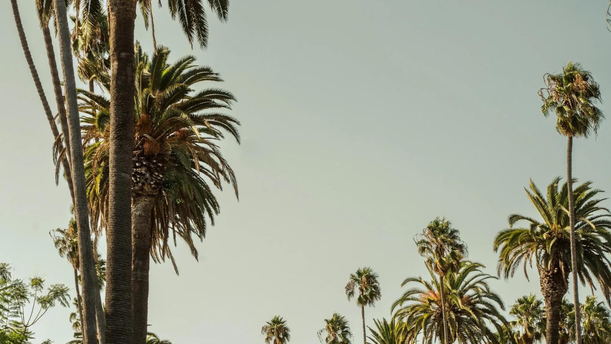 Palm-lined Beverly Hills boulevard in warm golden-hour light